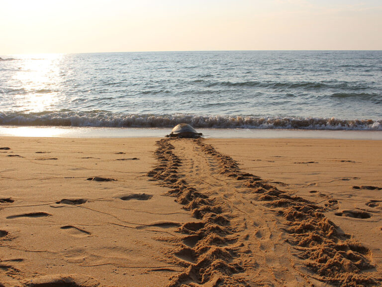 Photograph of a nesting mother turtle crawling towards the ocean