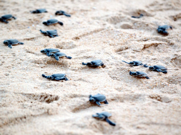 Photograph of a group of sea turtle hatchlings on the beach