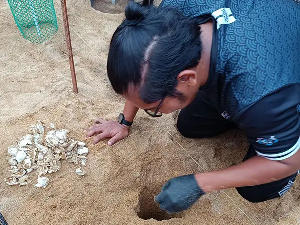 photo of a volunteer crouching and inspecting a turtle nest site