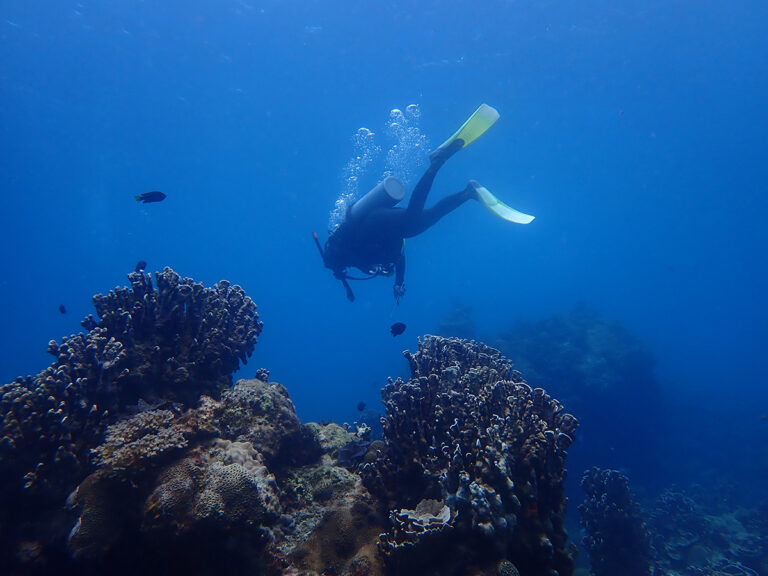 Photograph of a person diving through coral reefs for conservation efforts