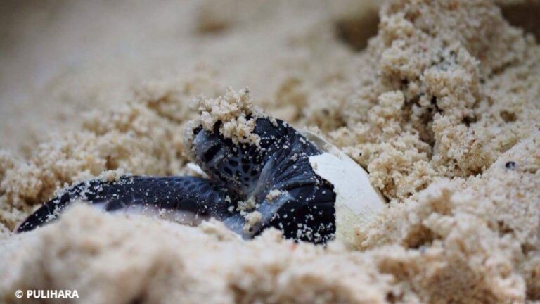 close up photograph of a baby sea turtle hatching from its egg in the sand